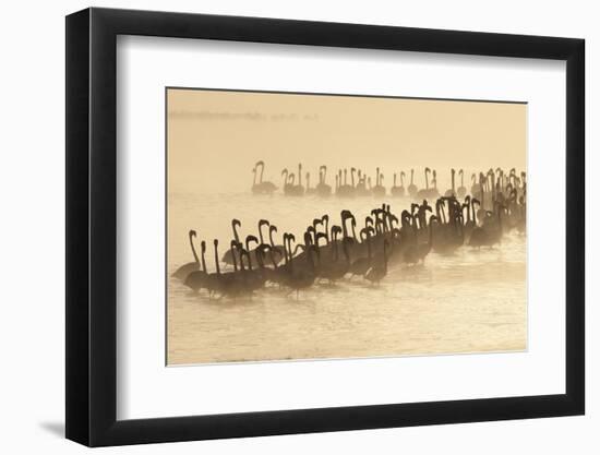 Lesser Flamingo (Phoenicopterus minor) flock, silhouetted in lake at sunrise, Great Rift Valley-Mike Powles-Framed Photographic Print