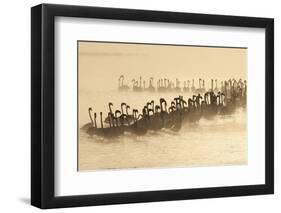 Lesser Flamingo (Phoenicopterus minor) flock, silhouetted in lake at sunrise, Great Rift Valley-Mike Powles-Framed Photographic Print