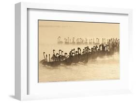 Lesser Flamingo (Phoenicopterus minor) flock, silhouetted in lake at sunrise, Great Rift Valley-Mike Powles-Framed Photographic Print