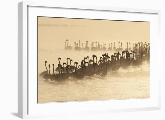 Lesser Flamingo (Phoenicopterus minor) flock, silhouetted in lake at sunrise, Great Rift Valley-Mike Powles-Framed Photographic Print