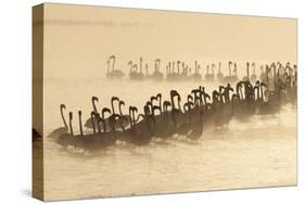 Lesser Flamingo (Phoenicopterus minor) flock, silhouetted in lake at sunrise, Great Rift Valley-Mike Powles-Stretched Canvas