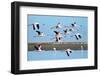 Lesser Flamingo, Phoenicopterus Minor. Photographed in Flight at the Wetlands South of Walvis Bay N-PicturesWild-Framed Photographic Print