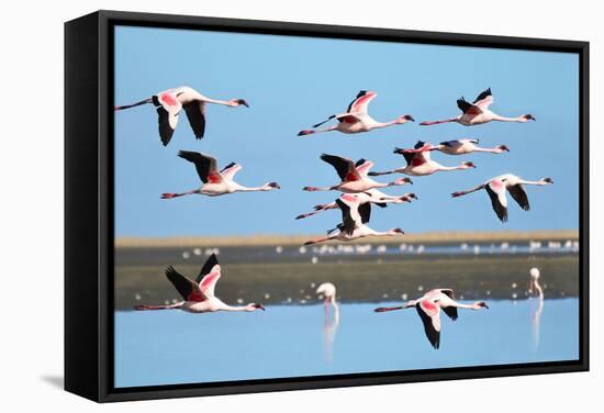 Lesser Flamingo, Phoenicopterus Minor. Photographed in Flight at the Wetlands South of Walvis Bay N-PicturesWild-Framed Stretched Canvas