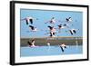 Lesser Flamingo, Phoenicopterus Minor. Photographed in Flight at the Wetlands South of Walvis Bay N-PicturesWild-Framed Photographic Print