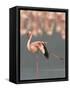 Lesser Flamingo Stretching Wing and Leg-Arthur Morris-Framed Stretched Canvas