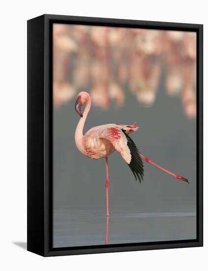 Lesser Flamingo Stretching Wing and Leg-Arthur Morris-Framed Stretched Canvas