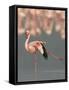 Lesser Flamingo Stretching Wing and Leg-Arthur Morris-Framed Stretched Canvas