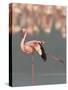 Lesser Flamingo Stretching Wing and Leg-Arthur Morris-Stretched Canvas