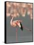 Lesser Flamingo Stretching Wing and Leg-Arthur Morris-Framed Stretched Canvas