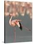 Lesser Flamingo Stretching Wing and Leg-Arthur Morris-Stretched Canvas