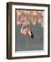 Lesser Flamingo Stretching Wing and Leg-Arthur Morris-Framed Premium Photographic Print