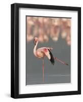 Lesser Flamingo Stretching Wing and Leg-Arthur Morris-Framed Premium Photographic Print