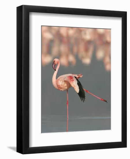 Lesser Flamingo Stretching Wing and Leg-Arthur Morris-Framed Premium Photographic Print