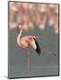 Lesser Flamingo Stretching Wing and Leg-Arthur Morris-Mounted Premium Photographic Print