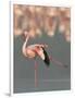 Lesser Flamingo Stretching Wing and Leg-Arthur Morris-Framed Photographic Print