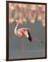 Lesser Flamingo Stretching Wing and Leg-Arthur Morris-Framed Photographic Print