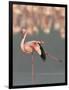 Lesser Flamingo Stretching Wing and Leg-Arthur Morris-Framed Photographic Print