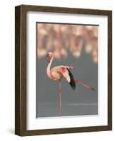 Lesser Flamingo Stretching Wing and Leg-Arthur Morris-Framed Photographic Print