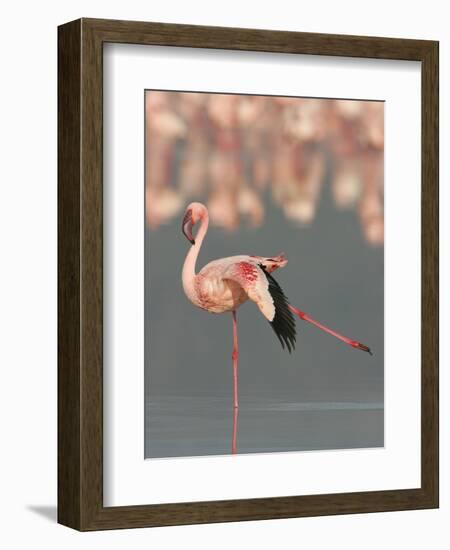 Lesser Flamingo Stretching Wing and Leg-Arthur Morris-Framed Photographic Print