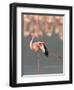 Lesser Flamingo Stretching Wing and Leg-Arthur Morris-Framed Photographic Print