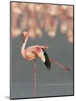 Lesser Flamingo Stretching Wing and Leg-Arthur Morris-Mounted Photographic Print