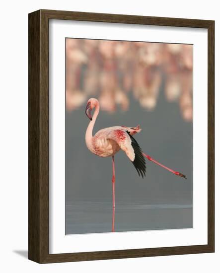 Lesser Flamingo Stretching Wing and Leg-Arthur Morris-Framed Photographic Print