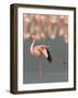 Lesser Flamingo Stretching Wing and Leg-Arthur Morris-Framed Photographic Print