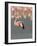 Lesser Flamingo Stretching Wing and Leg-Arthur Morris-Framed Photographic Print