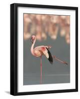 Lesser Flamingo Stretching Wing and Leg-Arthur Morris-Framed Photographic Print