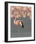 Lesser Flamingo Stretching Wing and Leg-Arthur Morris-Framed Photographic Print