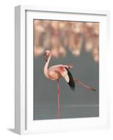 Lesser Flamingo Stretching Wing and Leg-Arthur Morris-Framed Photographic Print