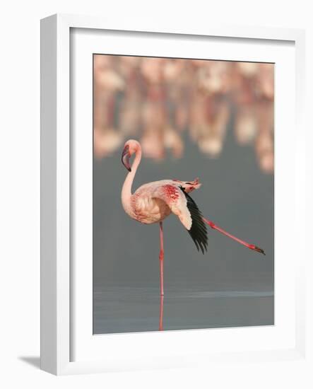 Lesser Flamingo Stretching Wing and Leg-Arthur Morris-Framed Photographic Print