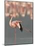 Lesser Flamingo Stretching Wing and Leg-Arthur Morris-Mounted Photographic Print