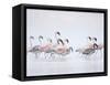 Lesser Flamingoes in Fog-Arthur Morris-Framed Stretched Canvas