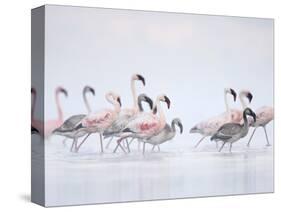 Lesser Flamingoes in Fog-Arthur Morris-Stretched Canvas