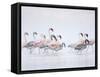 Lesser Flamingoes in Fog-Arthur Morris-Framed Stretched Canvas