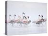 Lesser Flamingoes in Fog-Arthur Morris-Stretched Canvas