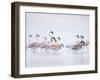 Lesser Flamingoes in Fog-Arthur Morris-Framed Premium Photographic Print