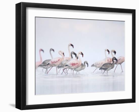 Lesser Flamingoes in Fog-Arthur Morris-Framed Premium Photographic Print