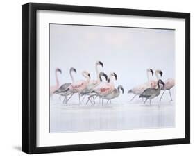 Lesser Flamingoes in Fog-Arthur Morris-Framed Premium Photographic Print