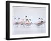 Lesser Flamingoes in Fog-Arthur Morris-Framed Premium Photographic Print