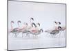 Lesser Flamingoes in Fog-Arthur Morris-Mounted Premium Photographic Print