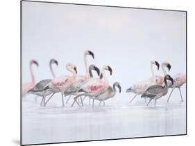 Lesser Flamingoes in Fog-Arthur Morris-Mounted Photographic Print