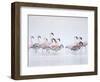 Lesser Flamingoes in Fog-Arthur Morris-Framed Photographic Print