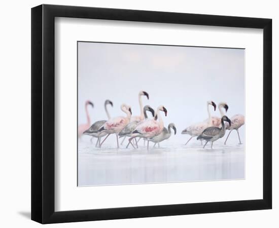 Lesser Flamingoes in Fog-Arthur Morris-Framed Photographic Print