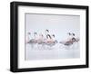 Lesser Flamingoes in Fog-Arthur Morris-Framed Photographic Print