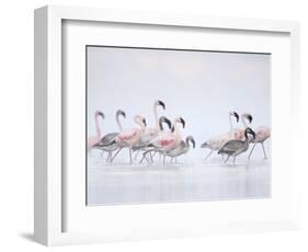 Lesser Flamingoes in Fog-Arthur Morris-Framed Photographic Print