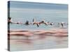 Lesser Flamingoes (Phoenicopterus Minor), Lake Nakuru, Kenya-Keren Su-Stretched Canvas