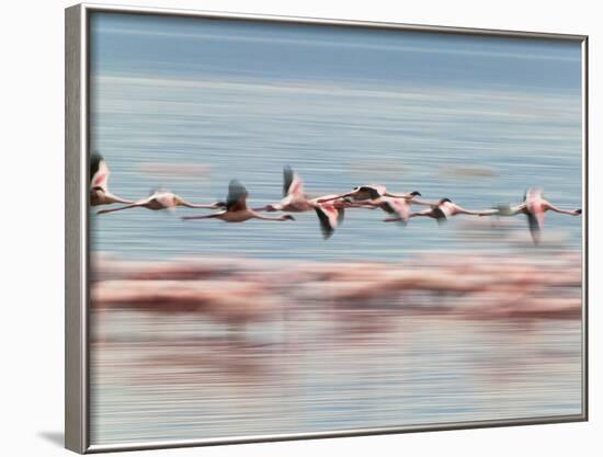 Lesser Flamingoes (Phoenicopterus Minor), Lake Nakuru, Kenya-Keren Su-Framed Photographic Print