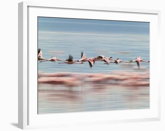 Lesser Flamingoes (Phoenicopterus Minor), Lake Nakuru, Kenya-Keren Su-Framed Photographic Print